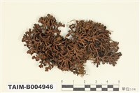 藏品(瘤綿腹衣)的圖片